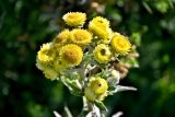 Смотреть изображение род Helichrysum
