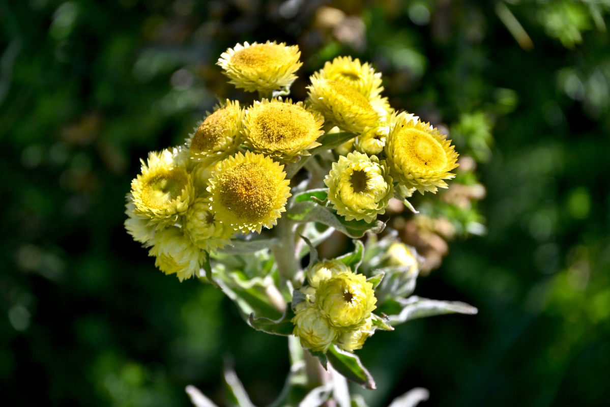 Изображение особи род Helichrysum.