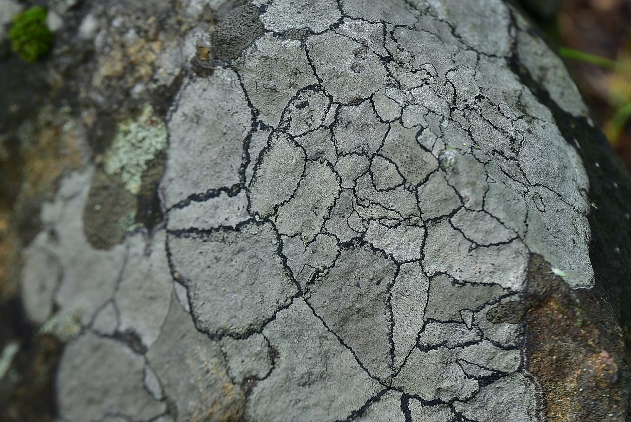 Image of division Ascomycota specimen.