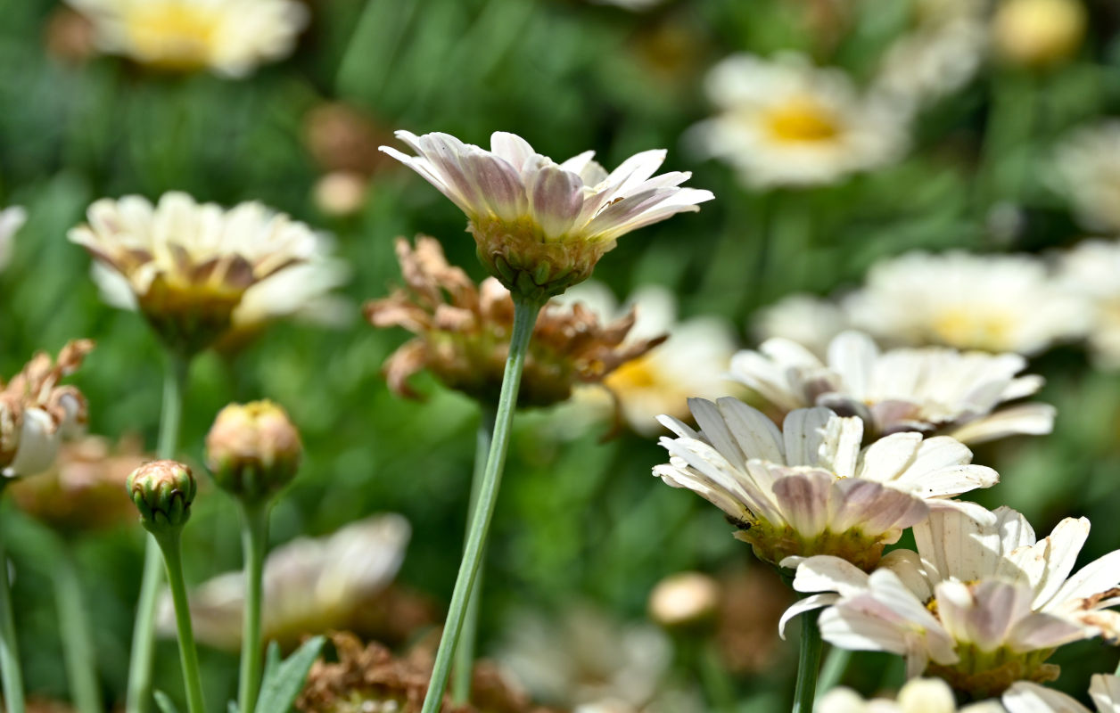 Image of Argyranthemum frutescens specimen.