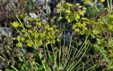 Смотреть изображение Zosima absinthifolia