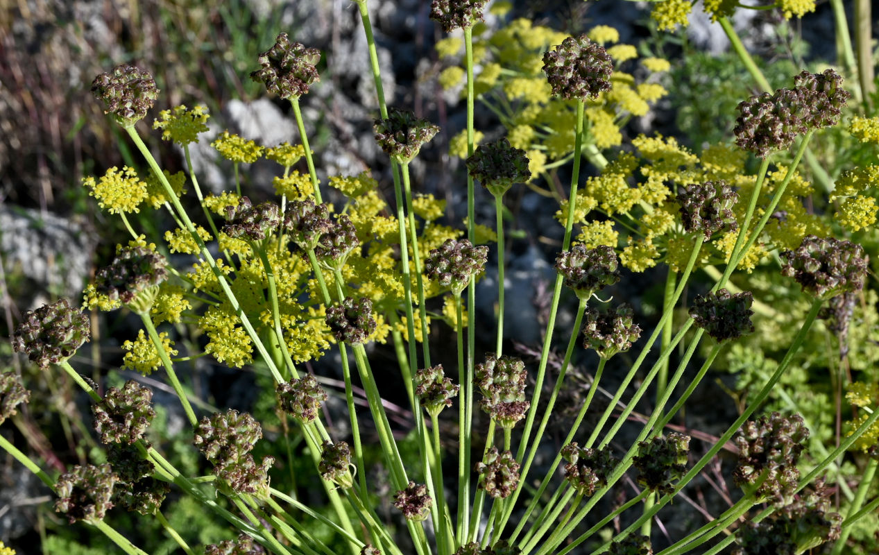 Image of Zosima absinthifolia specimen.