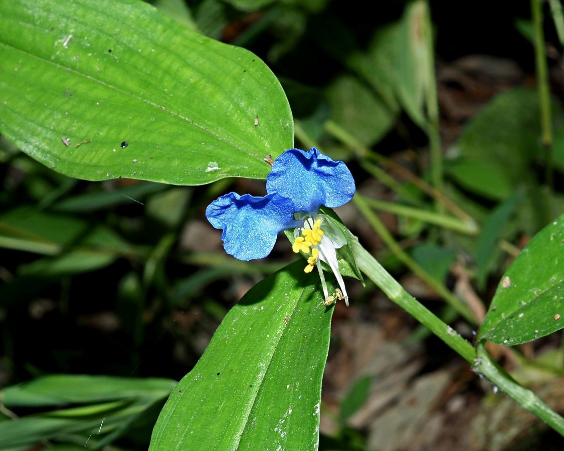 Изображение особи Commelina communis.