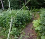 Chaerophyllum bulbosum. Часть стебля. Тульская обл., Заокский р-н, тропинка рядом с СНТ. 28.06.2026.