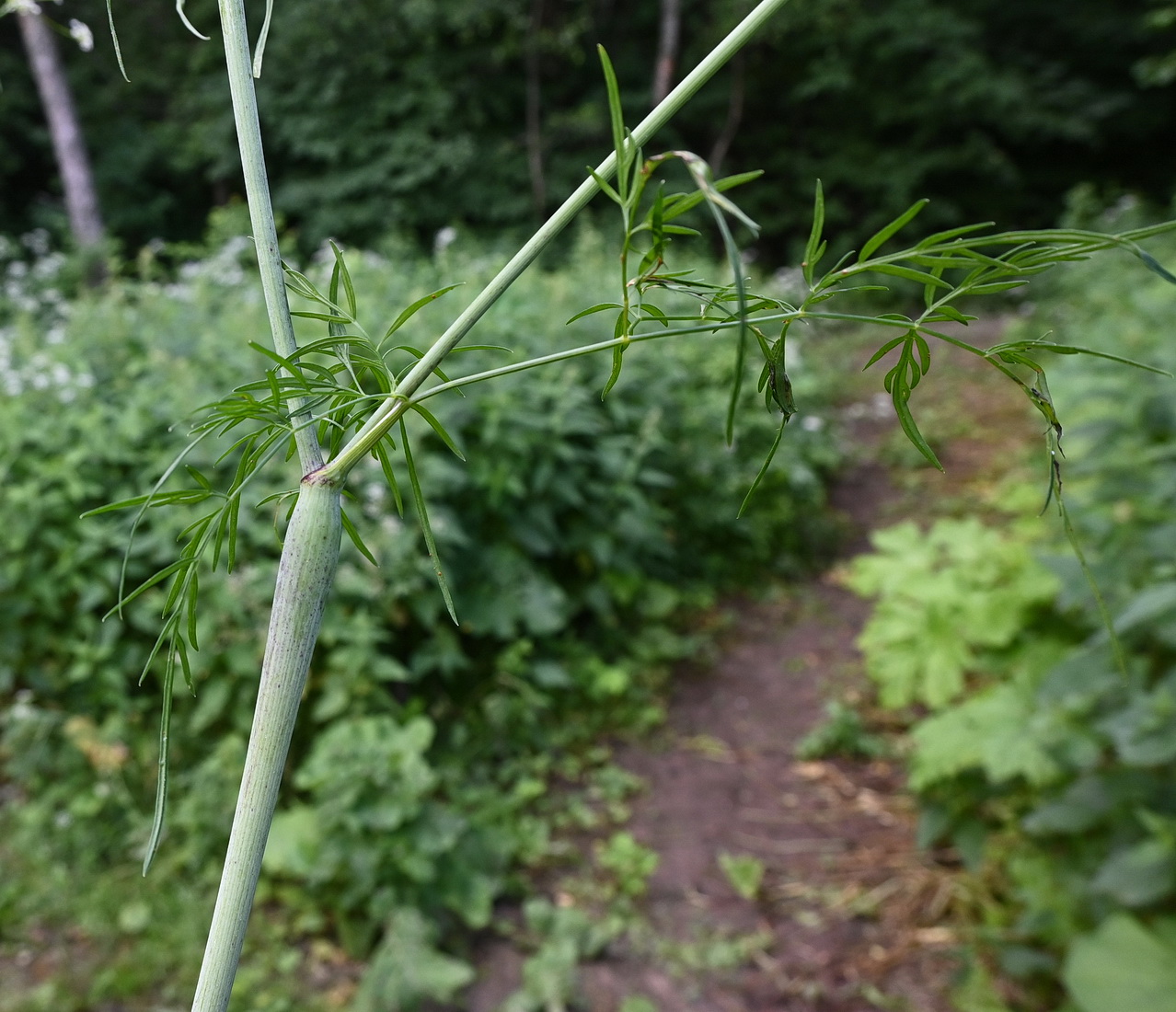 Image of Chaerophyllum bulbosum specimen.