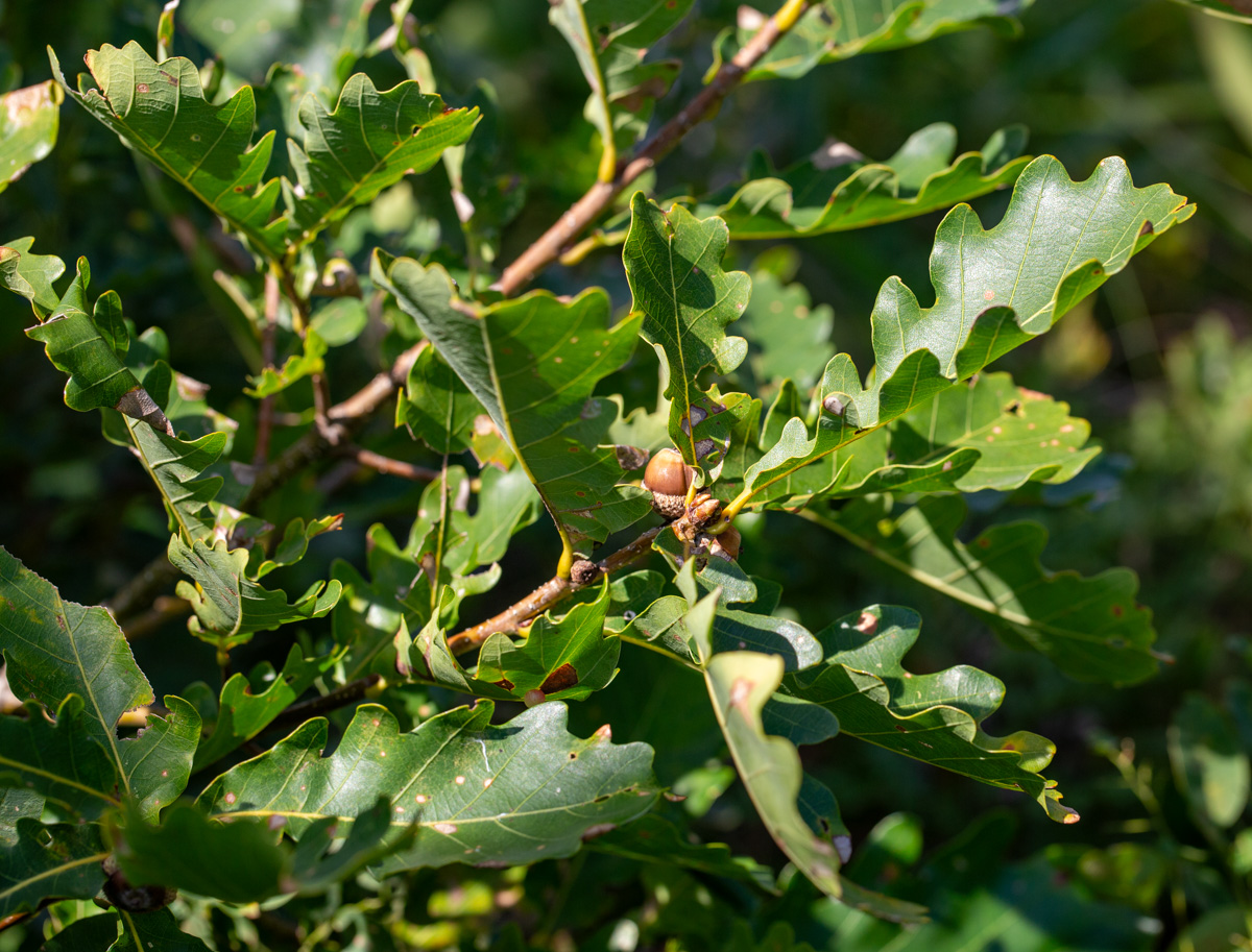 Image of Quercus wutaishanica specimen.