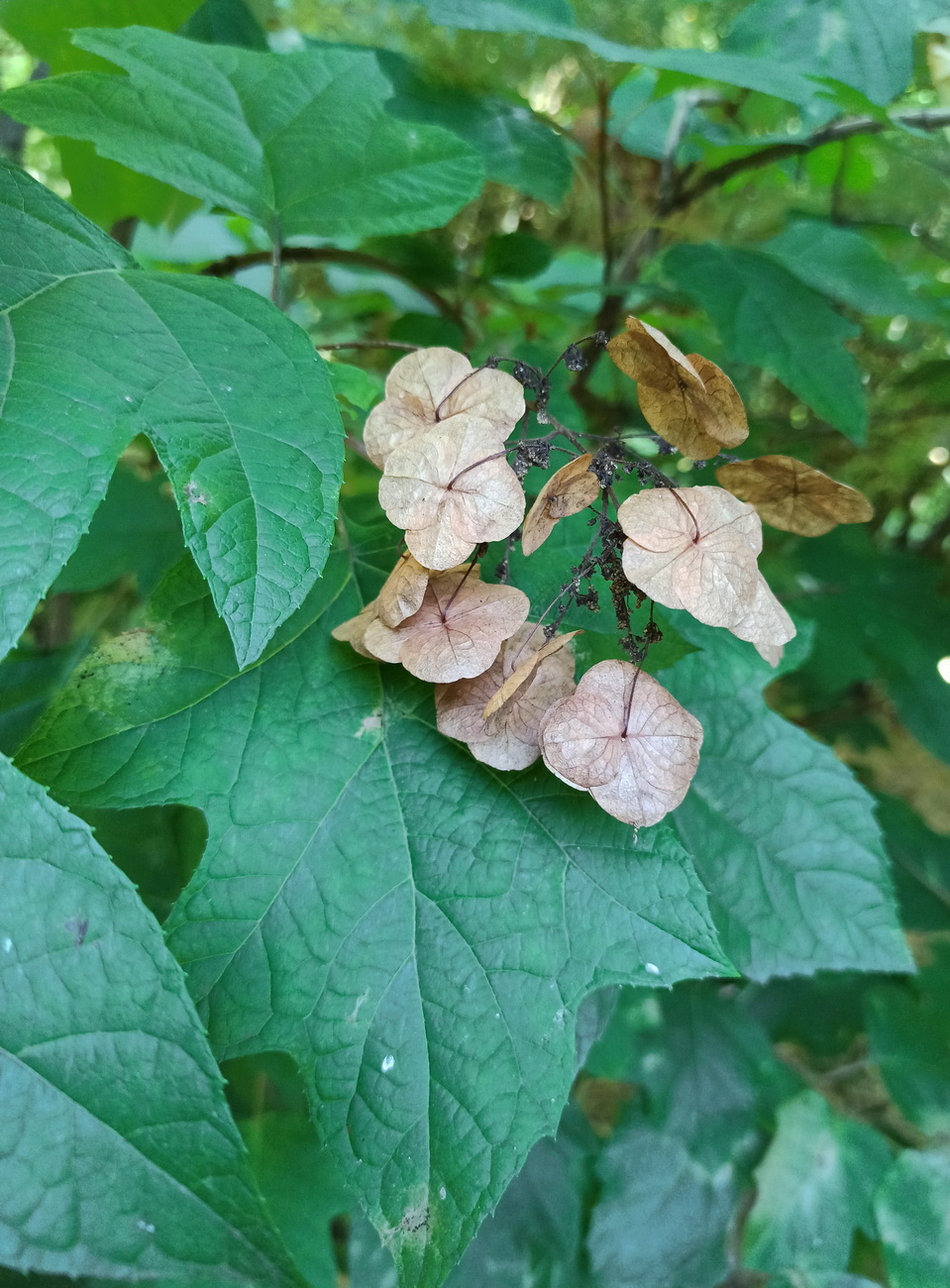 Изображение особи Hydrangea quercifolia.