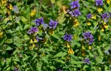 Смотреть изображение Melampyrum nemorosum