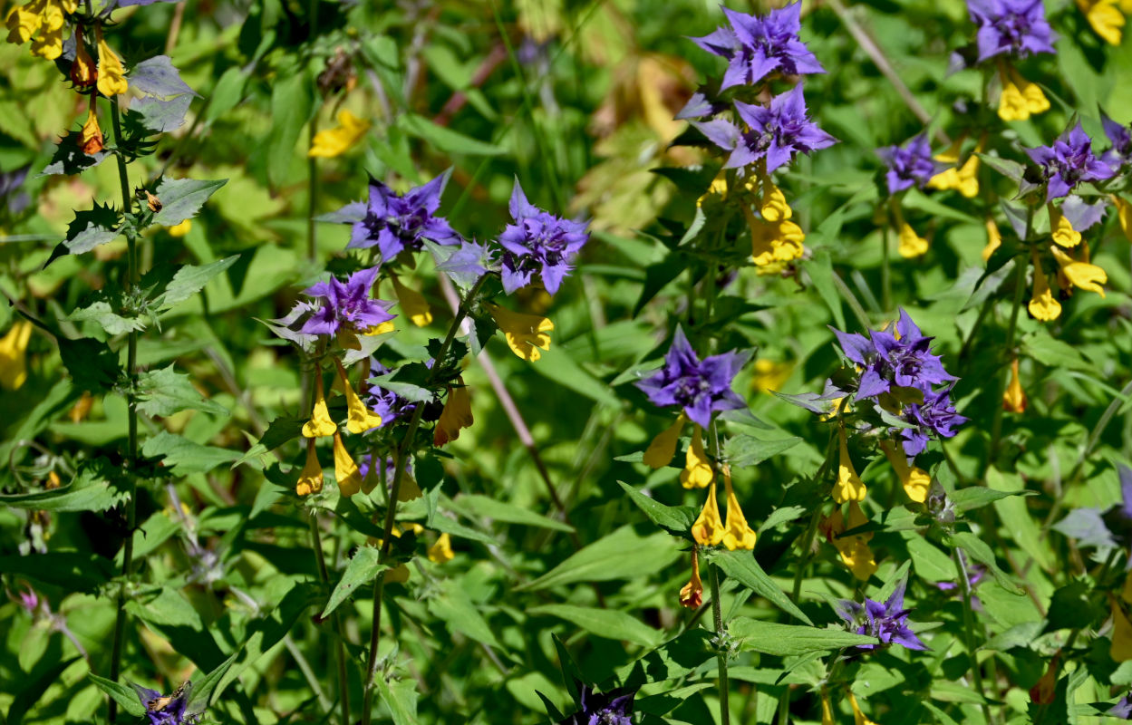 Изображение особи Melampyrum nemorosum.