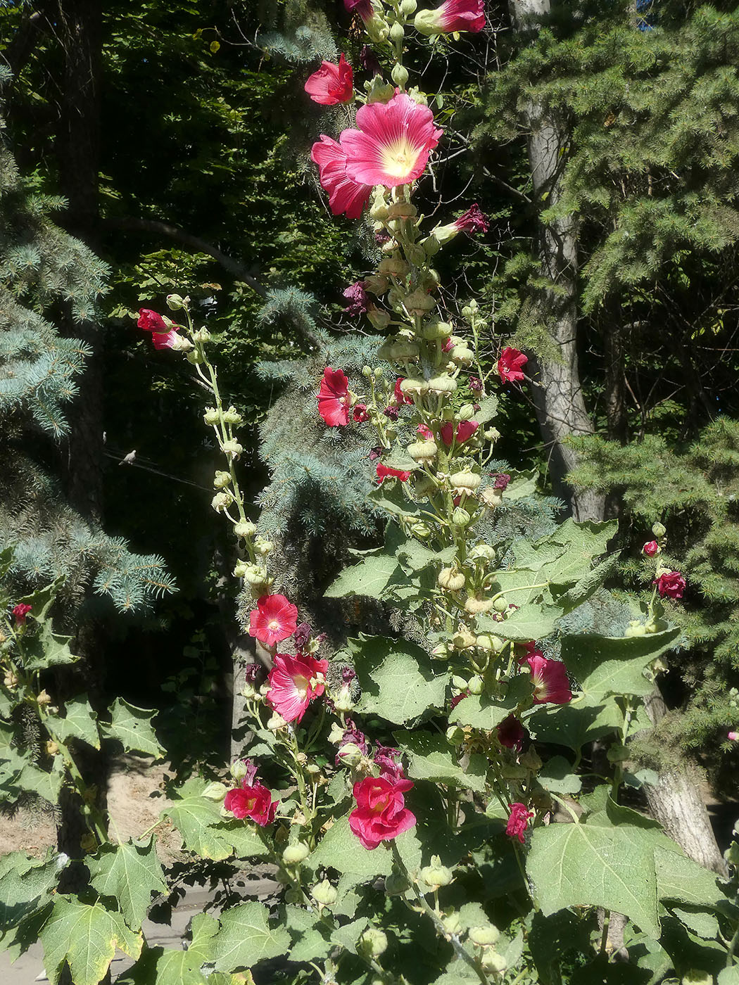 Image of Alcea rosea specimen.