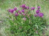 Oxytropis argentata