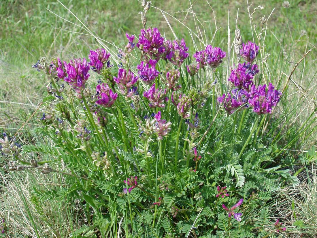 Image of Oxytropis argentata specimen.