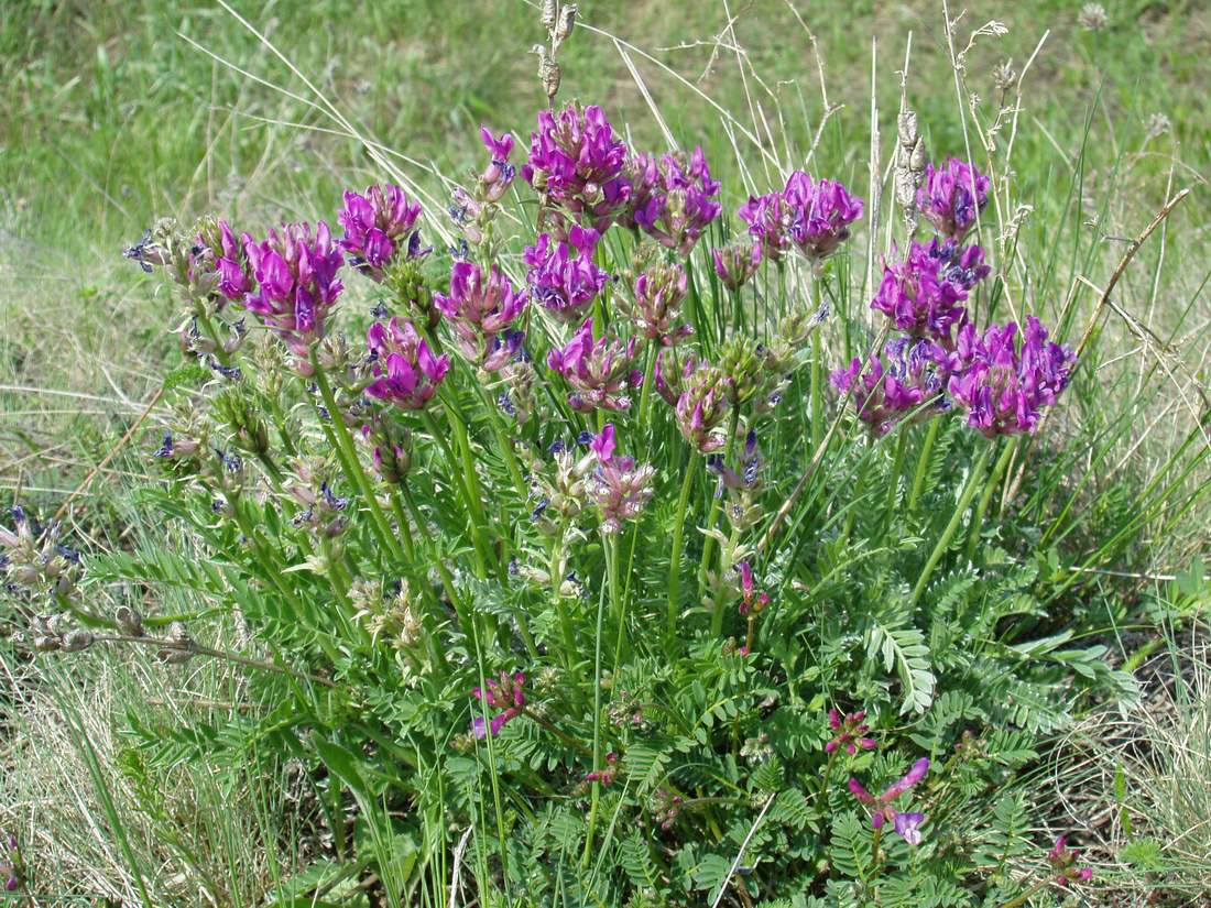 Изображение особи Oxytropis argentata.