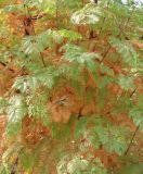 Metasequoia glyptostroboides. Ветви в осенней раскраске. Крым, Симферополь, ботсад университета. 31 октября 2008 г.