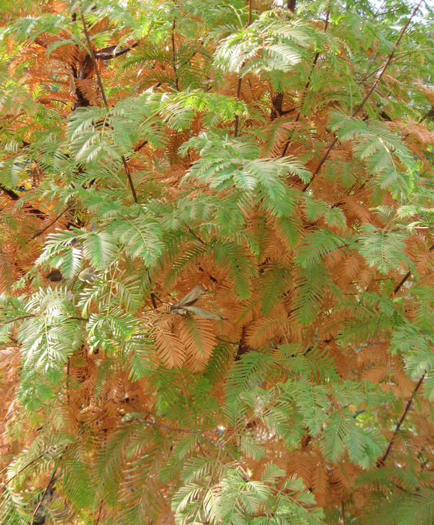 Изображение особи Metasequoia glyptostroboides.