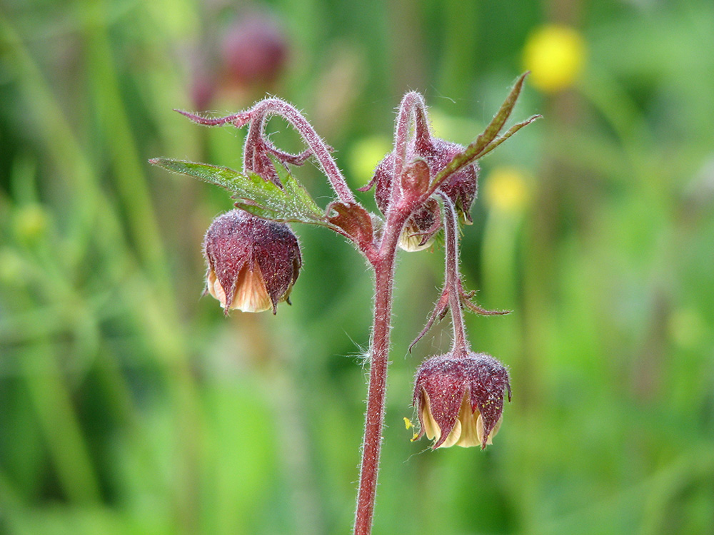 Image of Geum rivale specimen.