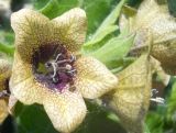 Hyoscyamus niger