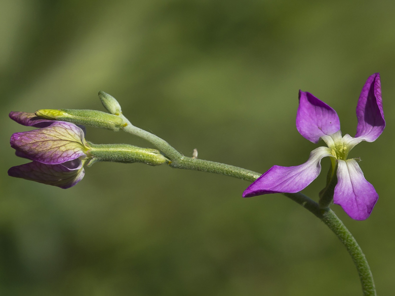 Image of Matthiola bicornis specimen.