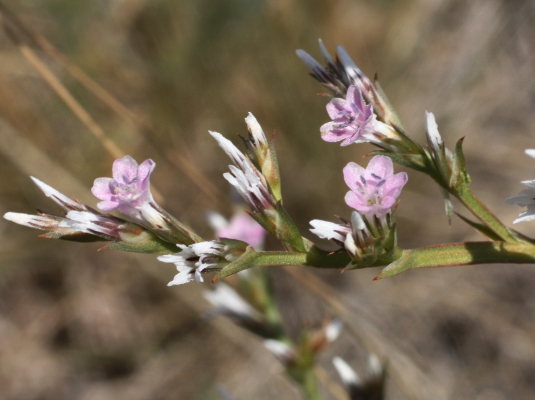 Image of Goniolimon tataricum specimen.