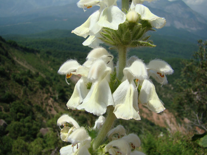 Image of Phlomoides cordifolia specimen.