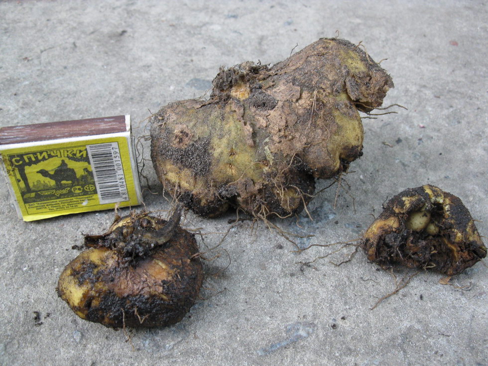 Image of Corydalis cava specimen.