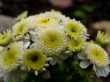 Pyrethrum parthenium