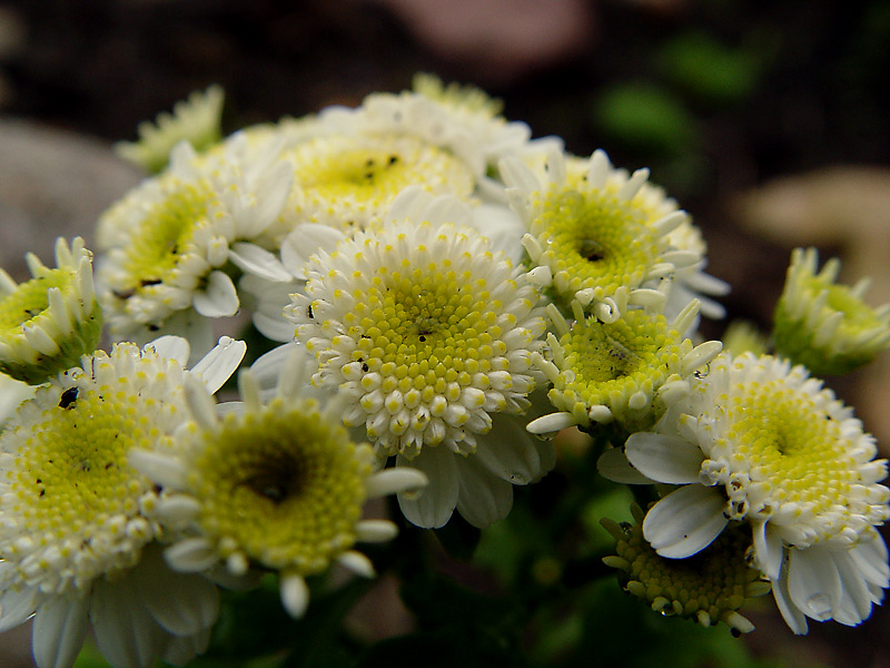 Изображение особи Pyrethrum parthenium.