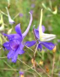 Delphinium paniculatum. Цветки. Украина, Донецкая обл., Артемовский р-н, окр. с. Дроновка. 4 августа 2011 г.