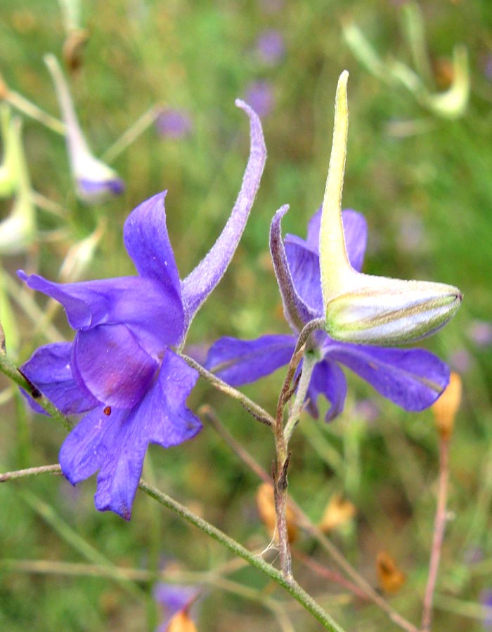 Изображение особи Delphinium paniculatum.