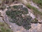 Rhamnus microcarpa