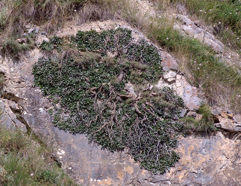 Image of Rhamnus microcarpa specimen.