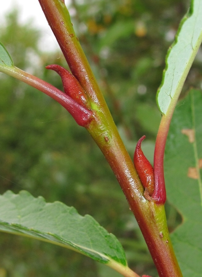 Изображение особи Salix × tetrapla.