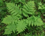 Dryopteris expansa