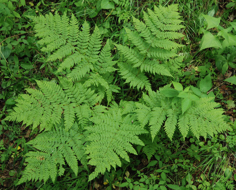 Image of Dryopteris expansa specimen.