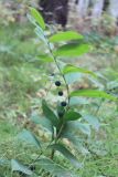 Polygonatum odoratum