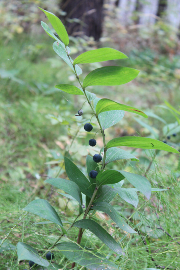 Изображение особи Polygonatum odoratum.