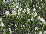 Amelanchier spicata