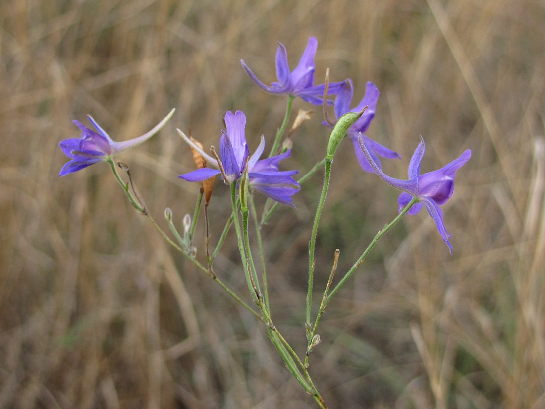 Image of Delphinium paniculatum specimen.