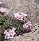 Acanthophyllum herniarioides. Цветущее растение. Киргизия, среднее течение р. Исфайрамсай; выс. 3400 м н.у.м. Июль.