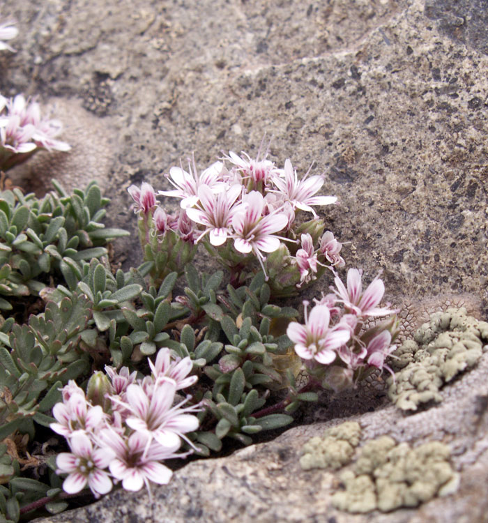 Image of Acanthophyllum herniarioides specimen.