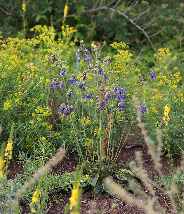 Изображение особи Salvia nutans.