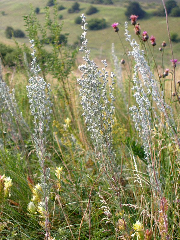 Image of Artemisia sericea specimen.