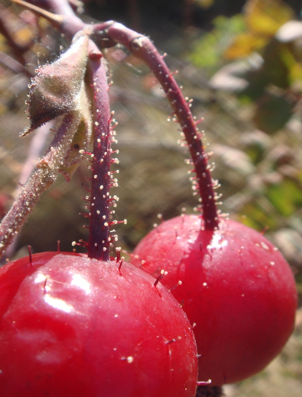 Image of Rosa villosa specimen.