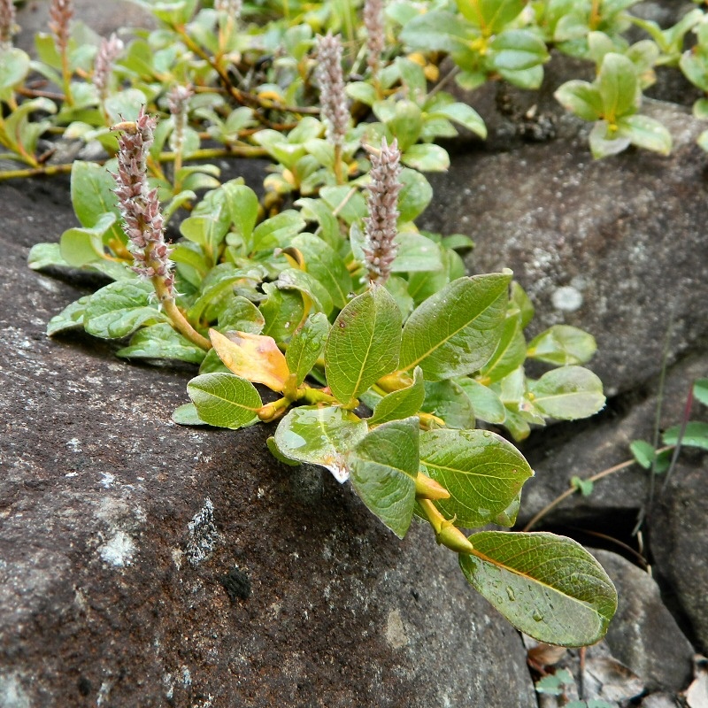 Image of Salix arctica specimen.