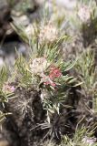 Astragalus inaequalifolius