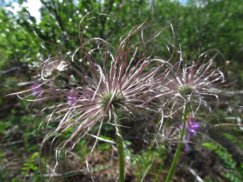 Изображение особи Pulsatilla patens.