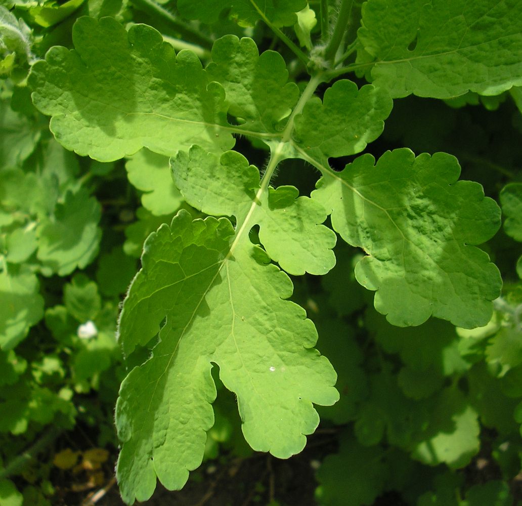 Image of Chelidonium majus specimen.