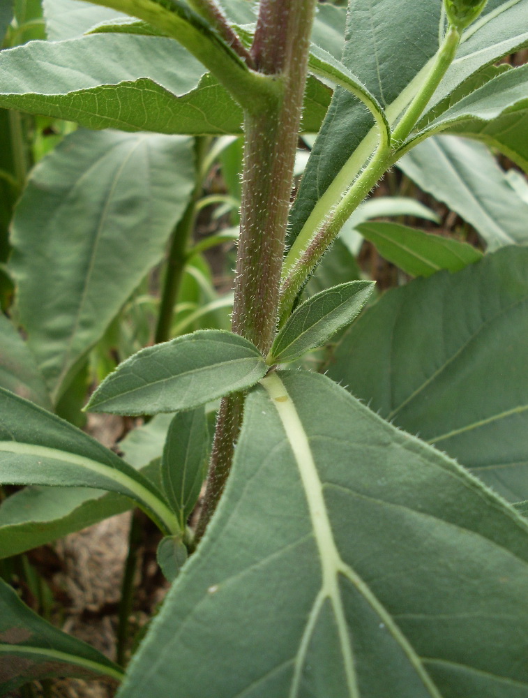Image of genus Helianthus specimen.