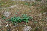 Lycopus uniflorus. Цветущее растение с уродливыми, \"лиановидными\" побегами. Камчатка, кольдера вулк. Узон. 07.09.2010.