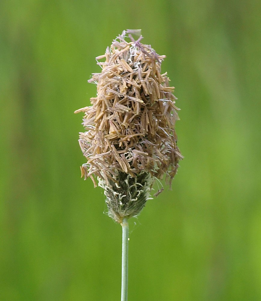 Image of Alopecurus arundinaceus specimen.